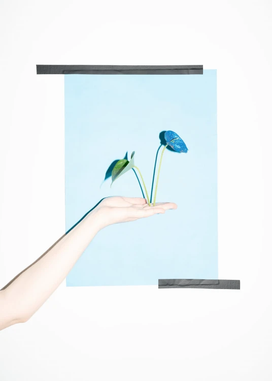 Natalia Kolbiarz _Capitalism Plants_Anturium Glitter (2025).jpg
