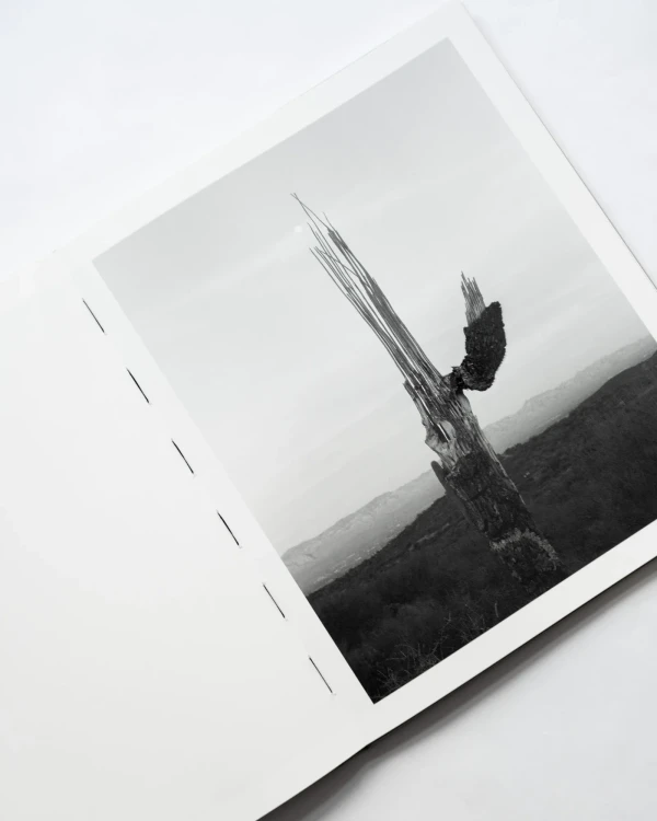ORACLE_BOOK14.webp