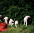 A_Year_in_the_Life_of_Chew_Stoke_Village_Martin_Parr