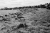 Kingdom_of_Hounds_Tony_O'Shea (5).png