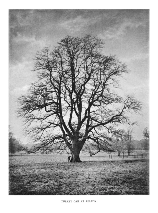 Trees_of_Great_Britain_and_Ireland_4