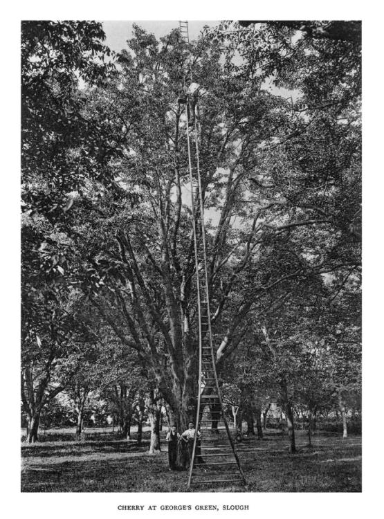 Trees_of_Great_Britain_and_Ireland_5