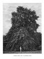 Trees_of_Great_Britain_and_Ireland_7