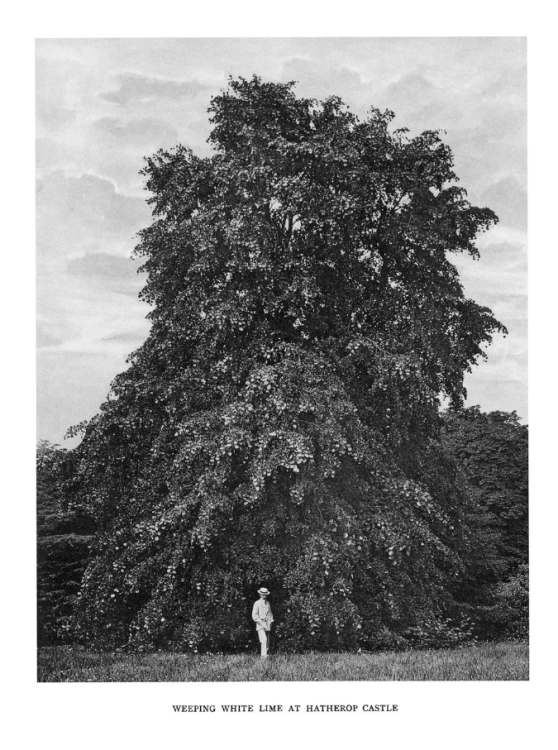 Trees_of_Great_Britain_and_Ireland_7