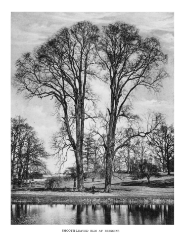 Trees_of_Great_Britain_and_Ireland_1