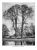 Trees_of_Great_Britain_and_Ireland_1