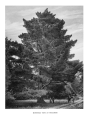 Trees_of_Great_Britain_and_Ireland_6