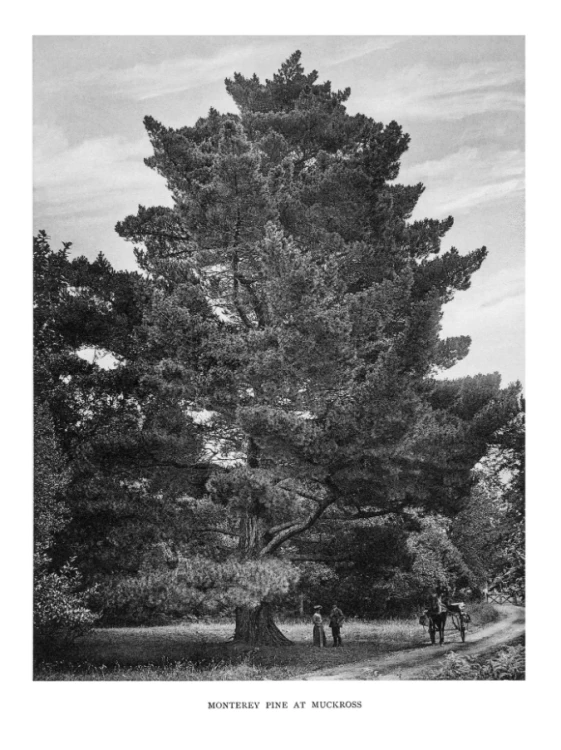 Trees_of_Great_Britain_and_Ireland_6