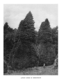 Trees_of_Great_Britain_and_Ireland_3