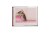 Rattus_Sapiens_Maryia_Karneyenka_5.png