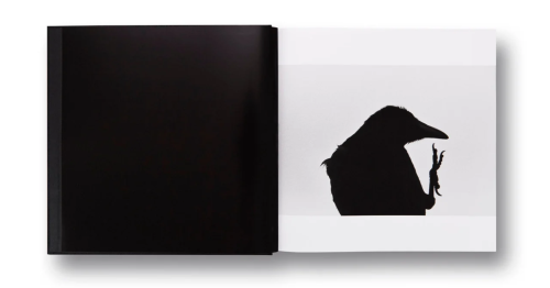 Ravens_masahisa (1).png