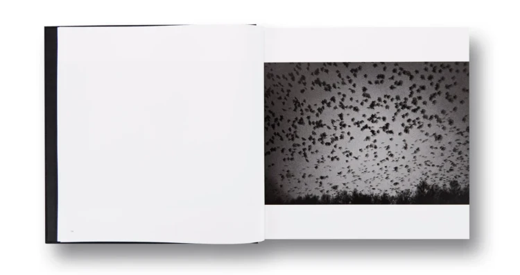 ravens_masahisa (3).png