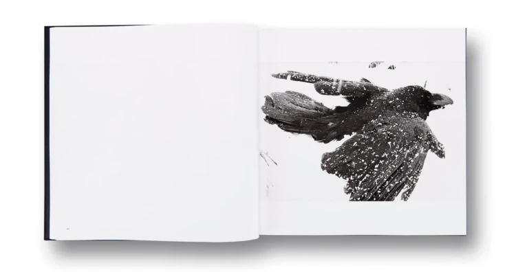 ravens_masahisa (4).png