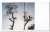 state_the_wind (3).png