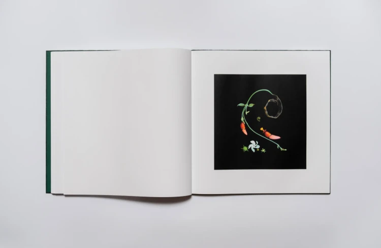 Verbum_naturae_Mila_Kotka_5